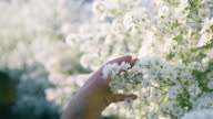 istock SLOW MOTION.Girl hand touching the flowers of white flower. 1290472324