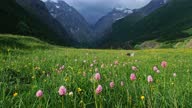istock Mountain landscape with blooming meadows 1359048247