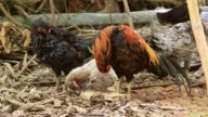 istock Native chickens preening. 1387391408