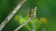 istock Olive Sparrow - Arremonops rufivirgatus American bird in Passerellidae, also called Green Finch or Texas Sparrow, live in Belize, Costa Rica,  Guatemala, Honduras, Mexico, Nicaragua and Texas 1336618808