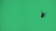 istock One black spider on green screen 1091236912
