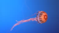 istock Orange jellyfish 145657171