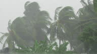istock Palm trees blowing in the wind during hurricane 1370832089