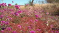 istock Pink flowers seen blooming in desert regions of the outback, set against red earth and light blue sky. 1185771279