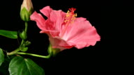 istock Pink Hibiscus Time Lapse 103552152
