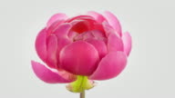 istock Pink Peony Blooming 690566700