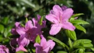 istock Purple rhododendron azalea flowers in full bloom with green leaves on the bush. A beautiful tropical garden in spring. Rhododendron blooming season in spring. Azalea flower close up. 1393817605