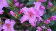 istock Purple rhododendron azalea flowers in full bloom with green leaves on the bush. A beautiful tropical garden in spring. Rhododendron blooming season in spring. Azalea flower close up. 1394859113