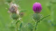 istock Purple spear thistle flower moving in slow wind, closeup detail 1413335593