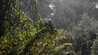 istock Rain fall in the forest 1332477920