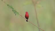 istock Red Avadavat bird singing on rice paddy field in Thailand and Southeast-Asia. 1356127349