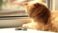 istock A red cat plays with a spinner on the windowsill 836343616
