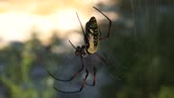 istock Red legged golden orb weaver spider female - Nephila inaurata madagascariensis, walking on her net, sun over blurred bushes in background, closeup macro detail 1321703422