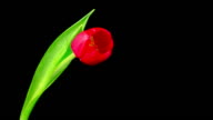 istock Red Tulip Time Lapse 470917435