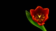 istock Red Tulips Time Lapse 474463383