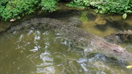 istock Salt-water Crocodile swim in river 1307749724