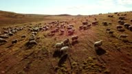 istock sheep running in the pampa 939385170
