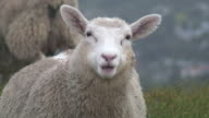 istock (HD1080i) Sheep Stares At Camera And Chews, Close Up 129777712