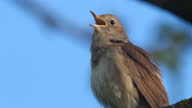 istock Singing nightingale (Luscinia luscinia) at May, Belarus 1320667445
