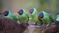 istock Slaty-headed parakeets drinking water in a group and flying in slow motion 1315605313