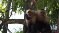 istock Slow Motion clip of a social, wild, cute and curious Capuchin Monkey on a tree at Manuel Antonio National Park in Costa Rica climbing and looking for food. The leaves in the background are blurry. Closeup. 1373481592