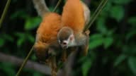 istock Slow Motion clip of two curious, wild and cute baby Squirrel Monkeys, who are climbing and looking for food at Manuel Antonio National Park in Costa Rica. The leaves in the background are blurry. 1373463687