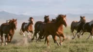 istock Slow Motion Horses and Cowboys in Utah USA 971213268