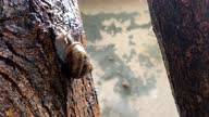 istock Snail on The Tree Surface After Rain - Common Garden Snail stock video 1337236045
