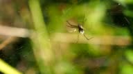 istock A spider on a web in a sunny summer forest. 1421208998