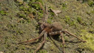 istock Spider on grounds. 1309933718