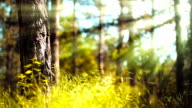 istock Spring forest (loopable) 162890496