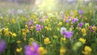 istock Summer alpine meadow with colorful wildflowers. Camera moves among grass and colorful flowers, backlight, sunset.  Summer alpine green flora background 1334521087