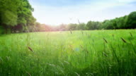 istock Summer meadow with long grass gently blowing in the wind. 1225633028