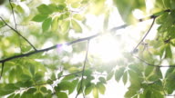 istock Sunbeams peaking through lush green leaves. 1158743130