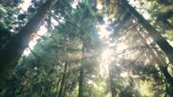 istock Sunlight Through Forest in Summer 1332251470