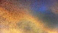 istock Sunset sky filled with starling murmuration 1356192224