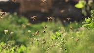 istock Swarm of honey bee flying in spring field 1314459509
