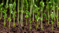 istock Sweet pea seedling time lapse of healthy lush shoots growing into young plants. 1343165450