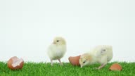 istock The chick has hatched from an egg. Bird in shell. A funny video. Poultry farm and healthy pets. Chickens and roosters. Little chicks. 1342244527