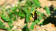 istock The Tawny Coster (Acraea terpsicore) Butterfly  seeking nectar on  Spanish Needle flower 1403959339