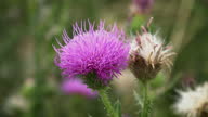 istock Thistle In Bloom 1336863603