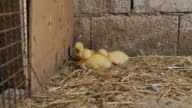 istock Three small domestic goslings of fluffy yellow color are sitting in the corner of a concrete poultry house, huddled together and warming themselves from the cold. 1411104461