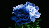 istock Time lapse of blooming bouquet of blue, beautiful peonies on black background. Blooming peony flower open, time lapse, close-up 1324172917