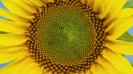 istock Time lapse opening Sunflower Head close-up macro on blue background 1275278848
