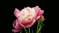 istock timelapse bouquet of pink peonies blooming on black background. Blooming peonies flowers open, close-up. Wedding backdrop, Valentine's Day. 4K UHD video. 1272918054