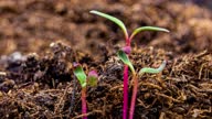 istock Timelapse footage of a beet seed growing from the earth in macro 1309291542