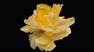istock Timelapse of yellow tulip flower blooming on black background, 1348365135