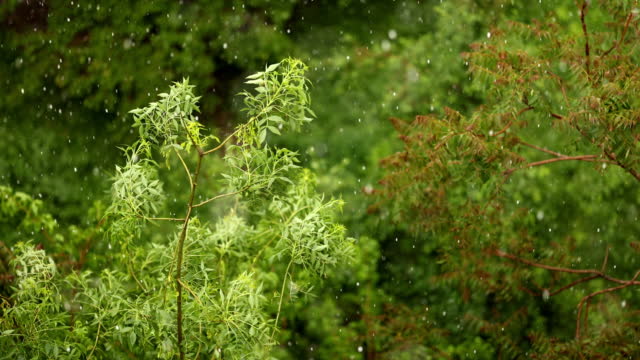 Tree branch with flowers in the rain