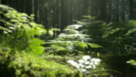 istock SLOW MOTION: Trees, roots and moss in the sunny woods 462832542