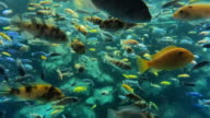 istock Tropical Fish 1406101836
